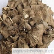 批发供应灰树花（不含税不含运费）