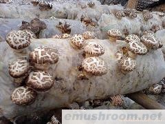 供应香菇（花菇）、ManBetX体育、菌种、菌棒
