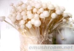 供应金针菇、香菇、木耳、花菇