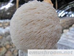 供应猴头菇、香菇、木耳、花菇