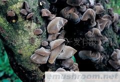 供应黑木耳、花菇、香菇