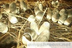 供应草菇、香菇、木耳、花菇、ManBetX体育菌种