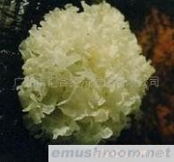 供应银耳，银耳，产地银耳