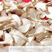 批发供应杏鲍菇