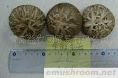 供应保鲜香菇