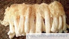 供应特产 Manbetx体育手机版推荐A9版本 竹荪