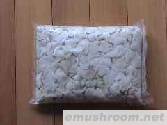 供应白平菇