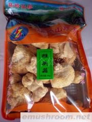 供应猴头菇(图)