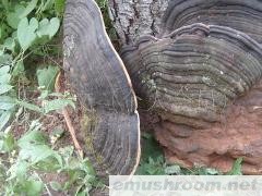 灵芝  云南高原木灵芝