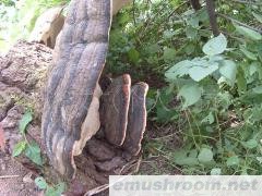 供应药材姬松茸