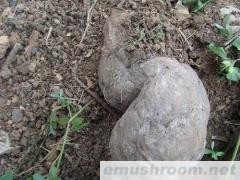 茯苓  云南高原野生茯苓  100%野生