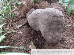 茯苓  云南高原野生茯苓 云松茯苓