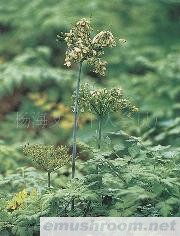 供应药材姬松茸