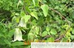 供应药材姬松茸