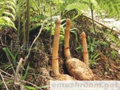 供应药材姬松茸