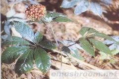 供应药材姬松茸