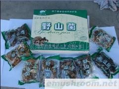 供应野山菌
