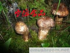 供应野生松茸