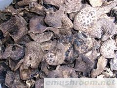 批发黑虎掌干片 牛肝菌 野生菌 Manbetx体育手机版V17版本发布.官网安卓网.香港(图)