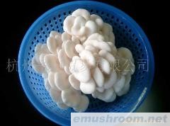 供应白平菇