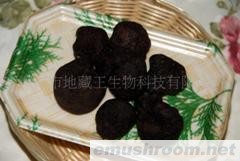供应黑松露（块菌0(图)