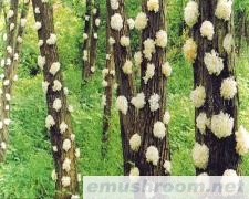 批发供应四川特产/手信 通江银耳