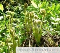 供应优质东北特产山珍