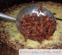 供应鸡枞 鸡枞油 油鸡纵