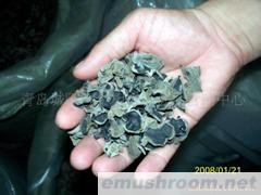 批发供应有机黑木耳