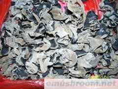 供应有机黑木耳