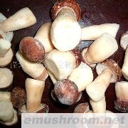 供应美味牛肝菌A级