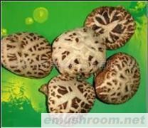 供应绿色食品 礼品 ManBetX体育之花菇礼品盒