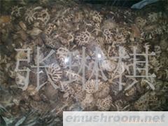 供应各类野生Manbetx体育手机版V17版本发布.官网安卓网.香港香菇