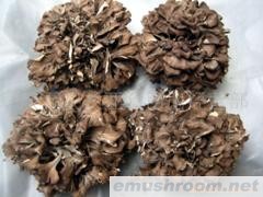 供应灰树花 小花 花片