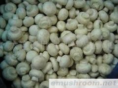 供应冷冻双孢菇