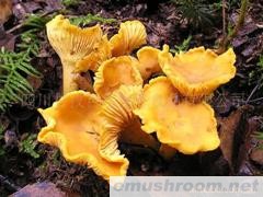 供应野生ManBetX体育 鸡油菌