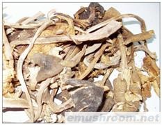 供应鸡枞Manbetx体育手机版V17版本发布.官网安卓网.香港