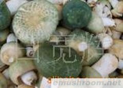 供应野生菌Manbetx体育手机版V17版本发布.官网安卓网.香港各种干货