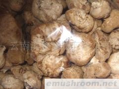 供应猴头菇云南特产