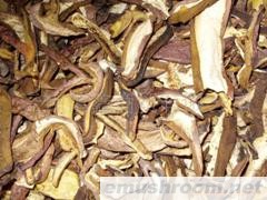 供应牛肝菌野生菌