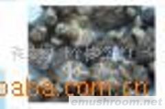 供应龙川县贝岭镇野生香菇