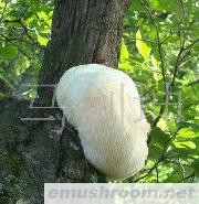 供应野生菌 猴头菇