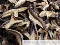 批发供应 野生菌 黑牛肝 牛肝菌 野生特产