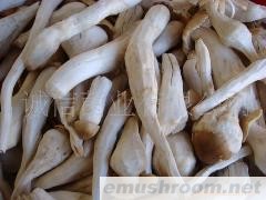 批发供应野生菌 牛肝菌 鸡纵菌 干片 速冻