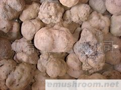 批发； 特色蔬菜，牛肝菌，鲜松露，土特产， 批发