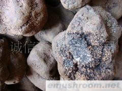 供应野生菌  牛肝菌 野生松露菌 块菌