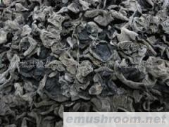 供应长白山秋木耳