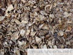 批发供应 美味菌粉 松茸菌粉 黄牛肝菌粉 火锅调料