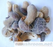 供应速冻野生菌 速冻老人头 黄牛肝