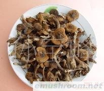 批发供应东北特产蘑菇
